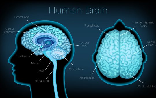 Human brain poster illustrated silhouette of head profile with text description of glowing brain areas vector illustration