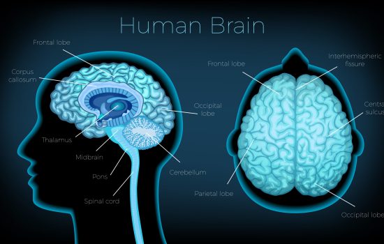 Human brain poster illustrated silhouette of head profile with text description of glowing brain areas vector illustration